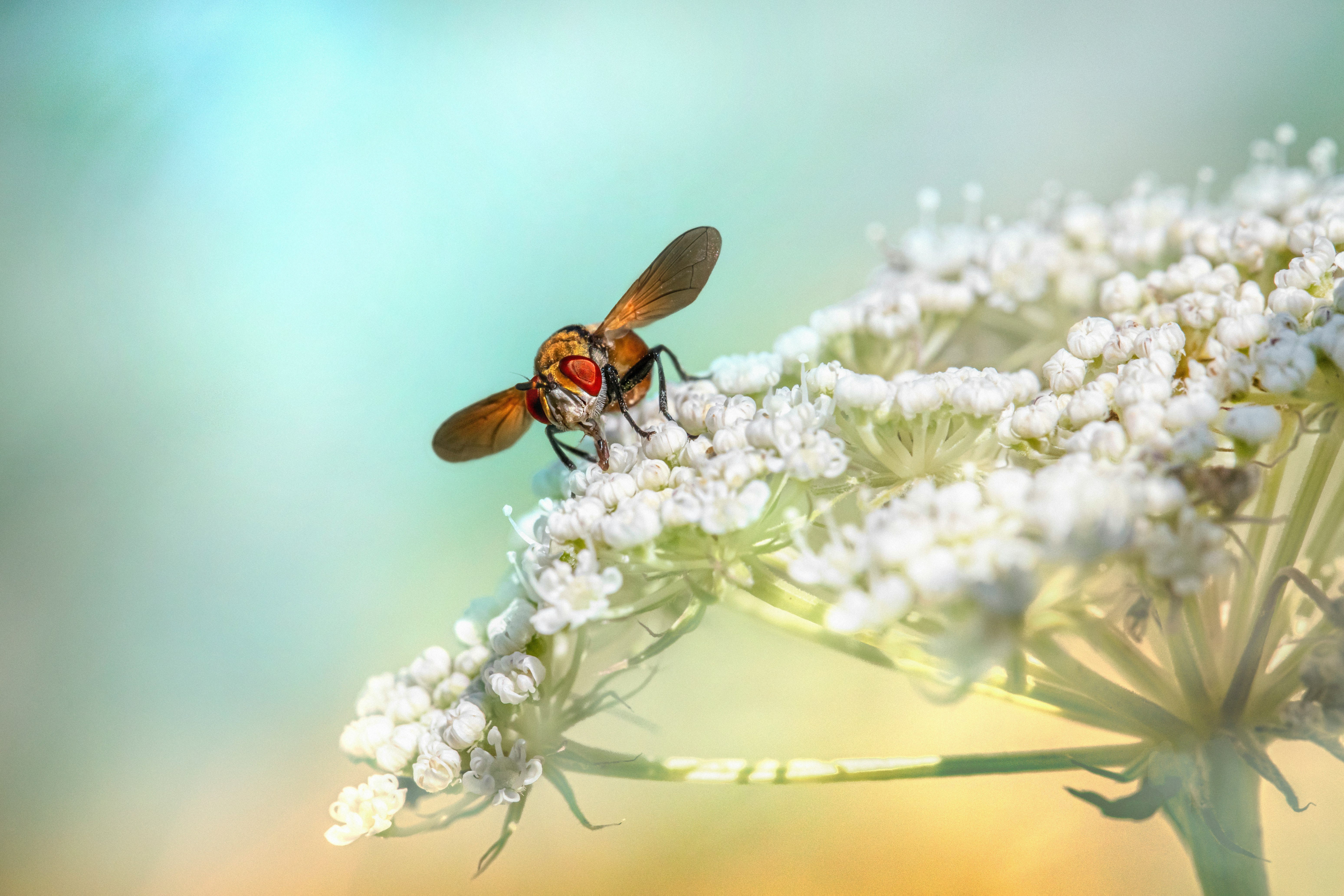 black and brown bee on white flower